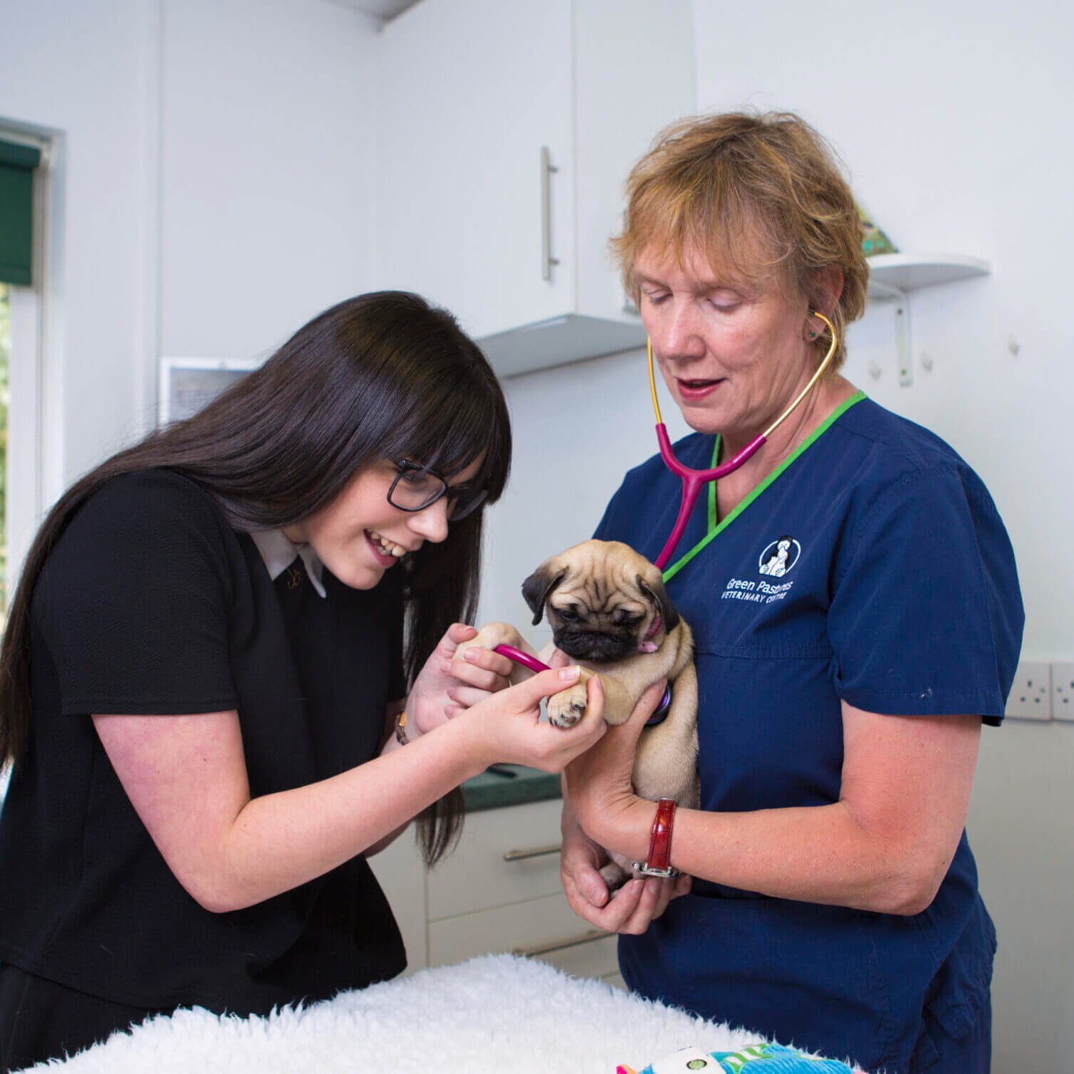 Staff Holds Pug While Owner Plays With Paws