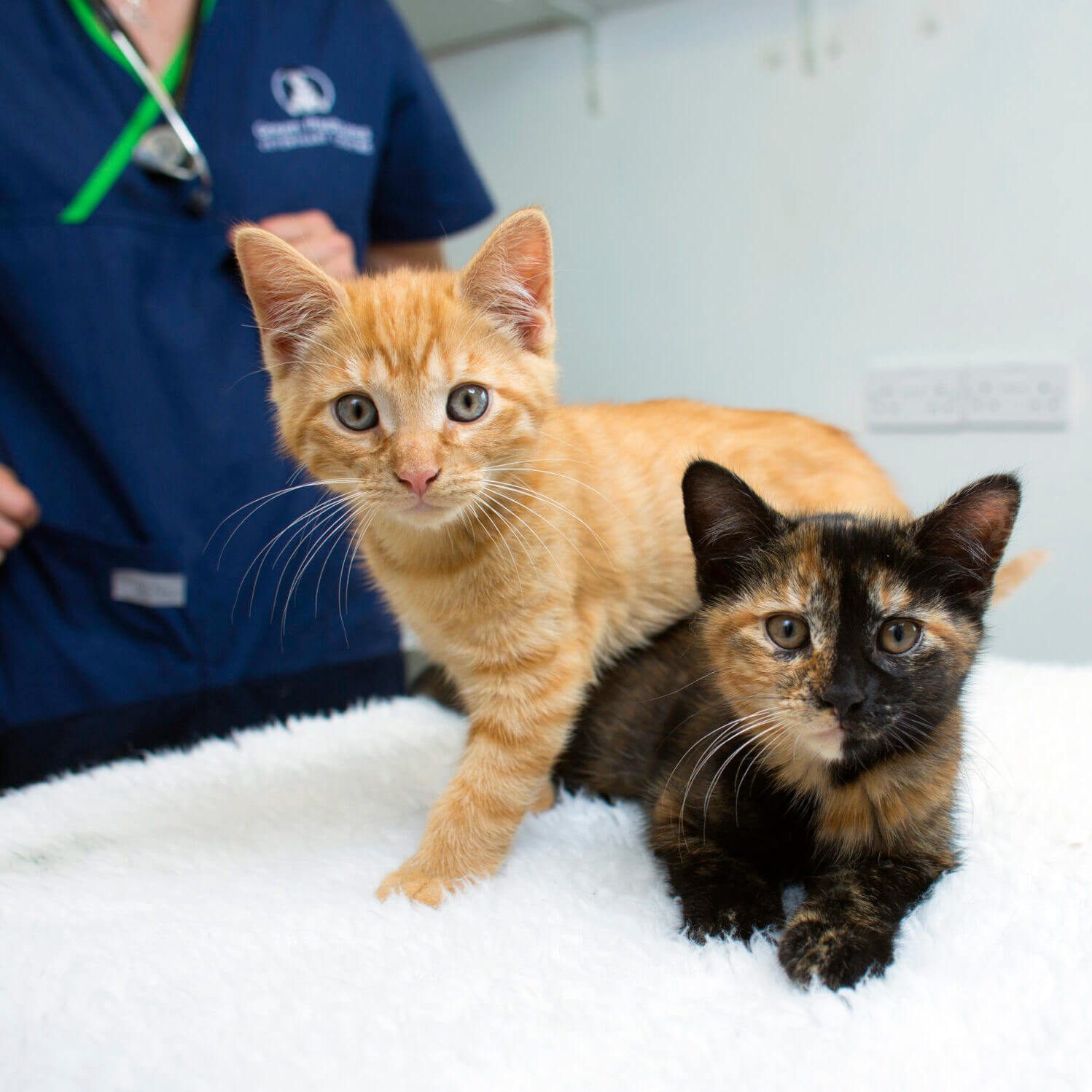 Two Kittens On Exam Table